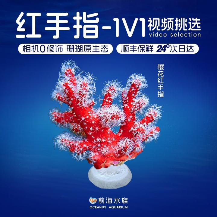 红手指荧光大嘴巴蜘蛛海绵海树皮革珊瑚海水缸NPS活体观赏珊瑚