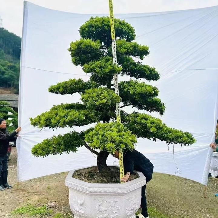 罗汉松盆栽室外罗汉松绿植室内客厅庭院老桩造型