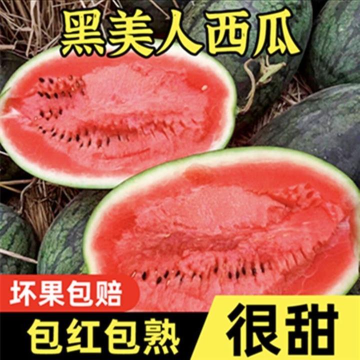 正宗甜西瓜黑美人包沙爆甜山地瓜越南大西瓜当季新鲜热带水果批发