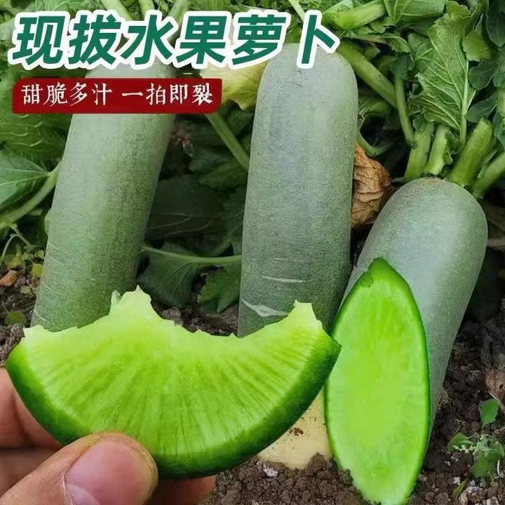 山东潍坊水果萝卜  单果450-750g