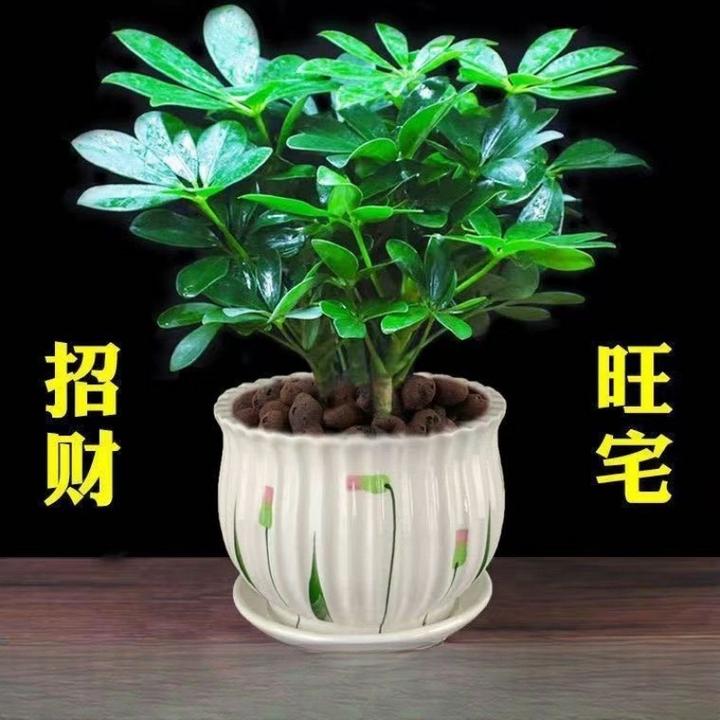 八方来财盆栽鸭脚木盆栽四季常青桌面花卉盆景发财树盆栽