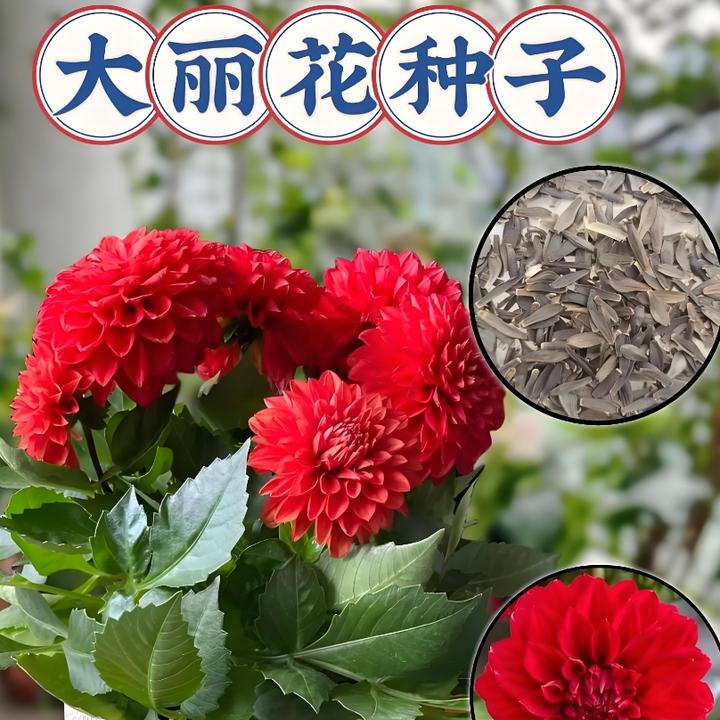【混色重瓣大丽花种子】四季易种阳台庭院盆栽地栽南北方种植