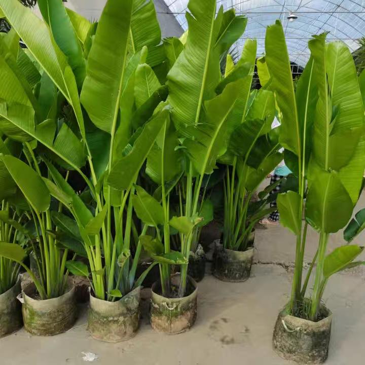 旅人蕉盆栽大型室外美人蕉庭院走廊大绿植阳台花园养易耐活天堂鸟
