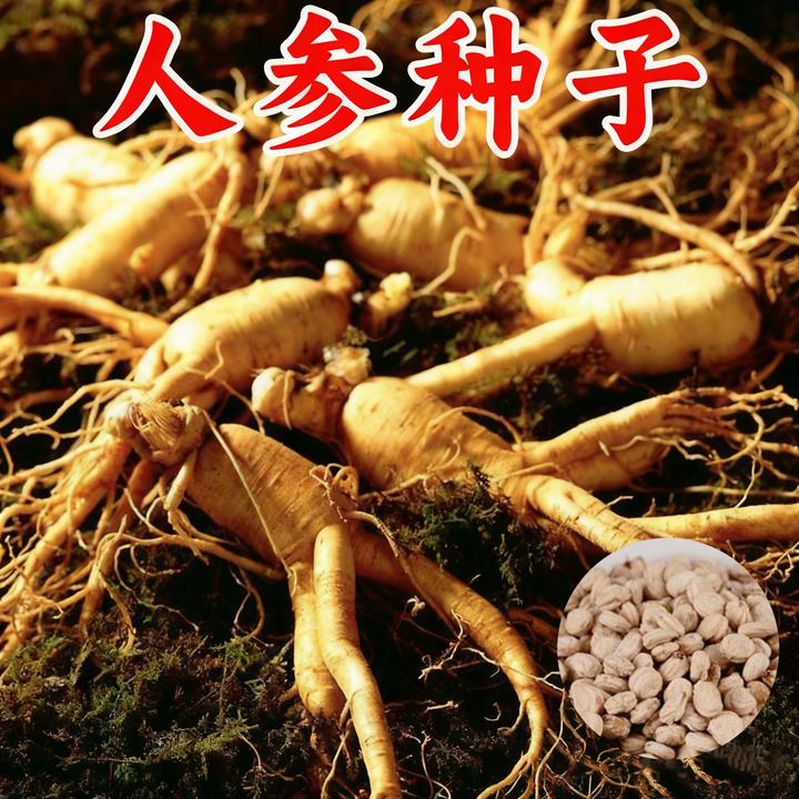 人参种子易种阳台盆栽种植野山参种籽春季耐热抗寒夏季简单易种