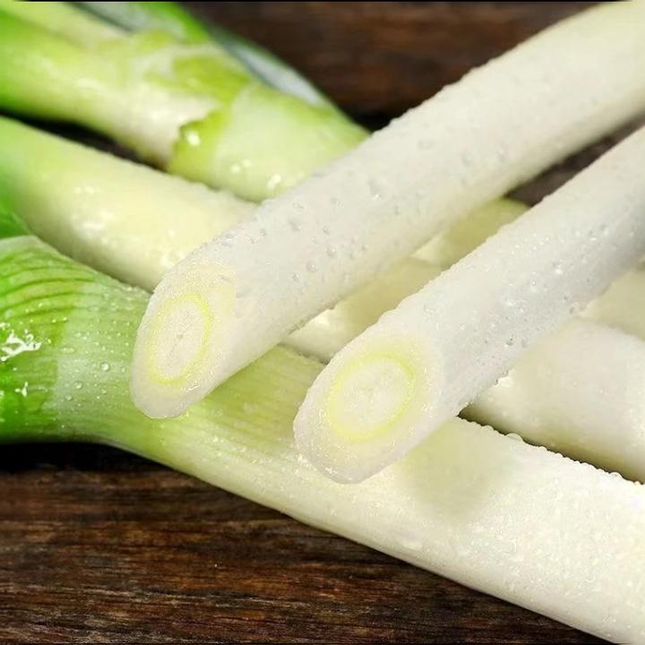 【山东章丘大葱种子】铁杆大梧桐耐寒耐旱易种种籽山东四季大葱籽