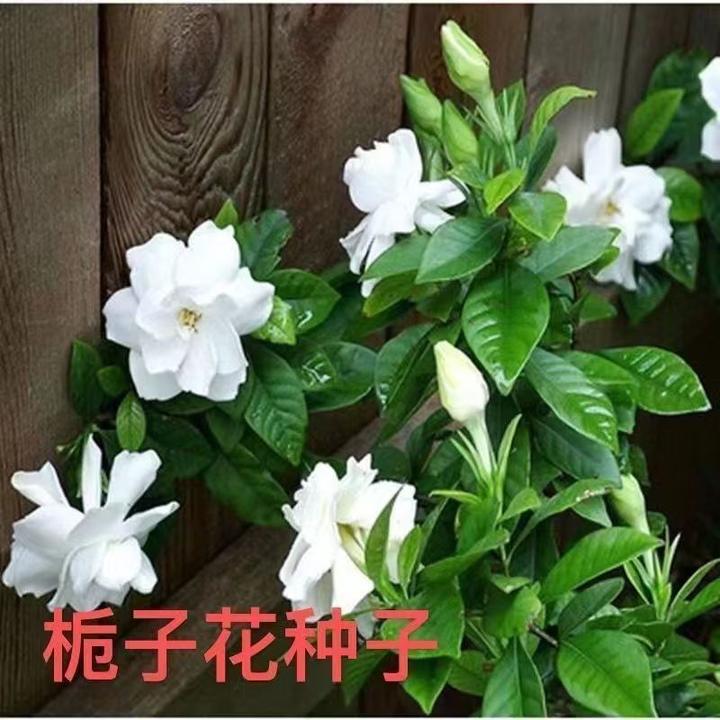 【栀子花种子】四季种植盆栽地栽阳台小院种植