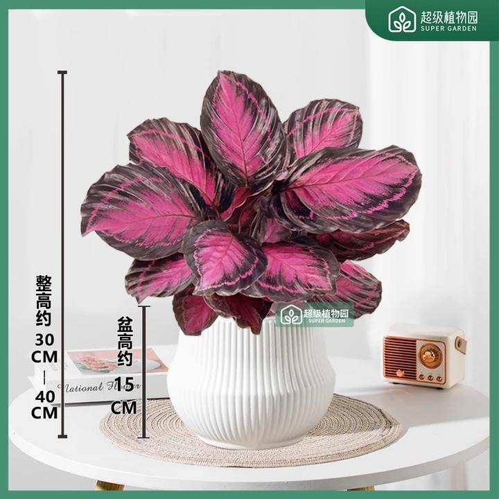 红玫瑰竹芋幸运女神盆栽室内客厅耐阴观叶植物办公室四季好养绿植