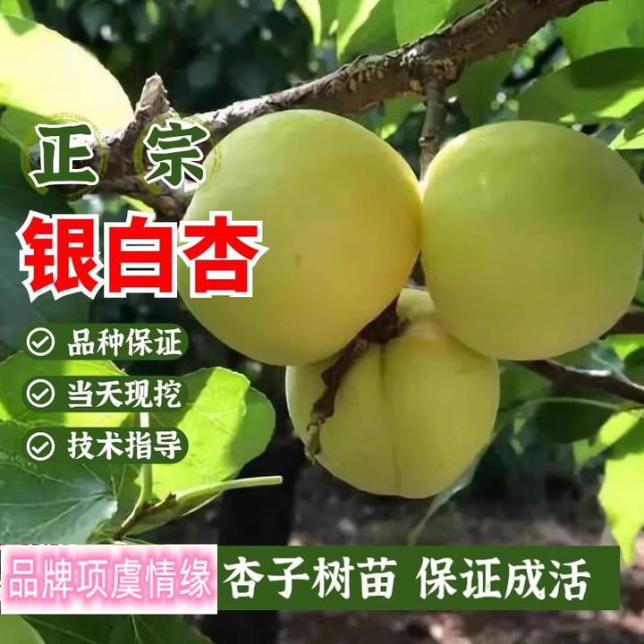 特大香白杏树苗活苗南北方地栽盆栽嫁接杏子树苗早熟当年结果树苗