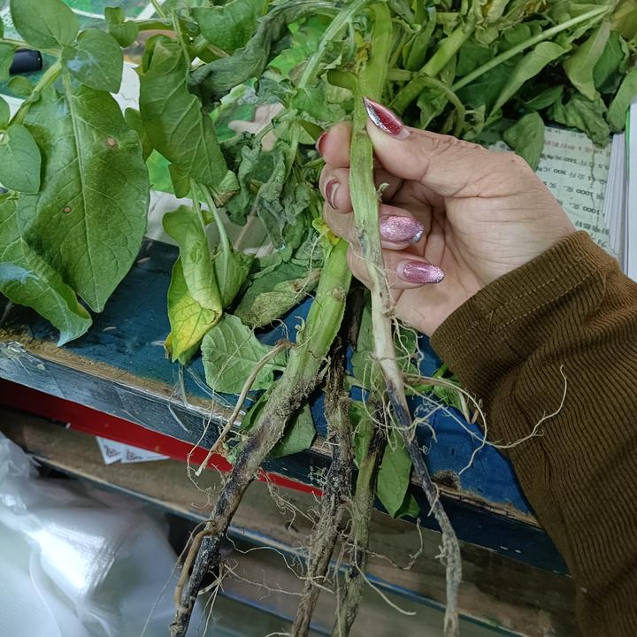 茎杆腐烂 黑胫黑腐配方 喷淋一套10喷雾器水马铃薯等通用