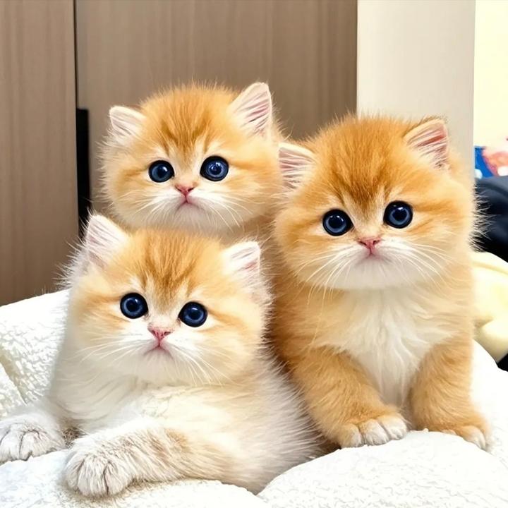 （萌宠三只猫）活体链接  一物一拍