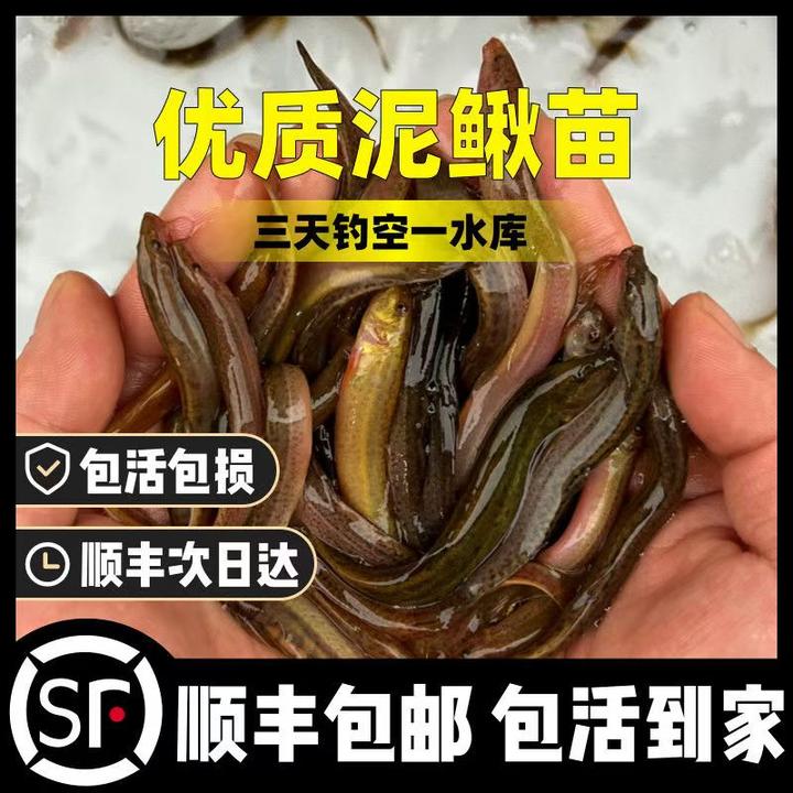 活体泥鳅钓鱼顺丰包邮喂鱼的小鱼苗鲜活台湾黑泥鳅垂钓乌龟饲料