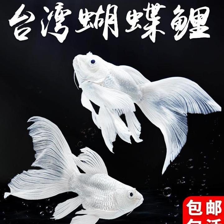 好养冷水鱼观赏短身球体纯种长尾活体高端锦鲤鱼苗蝴蝶鲤鱼大鳍