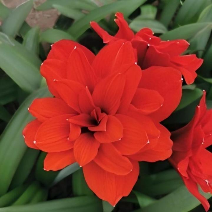 蒂卡莲花 秘鲁进口朱顶红种球 圃朗特园艺红色重瓣室内外红莲花