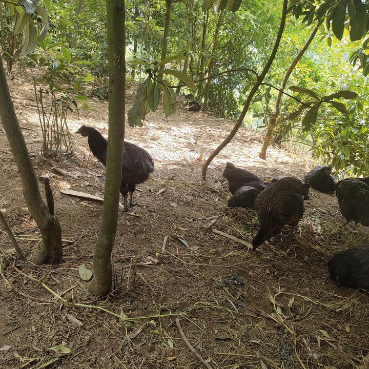 四川宜宾高山生态散养正宗老品种老母鸡盐津乌骨鸡活鸡土鸡乌鸡