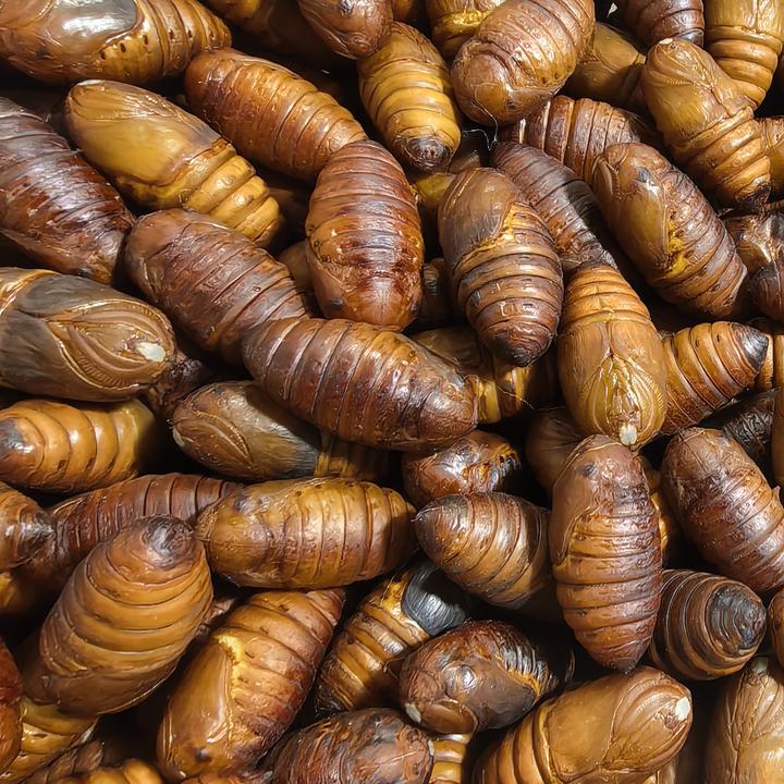 东北特产特大黄茧蛹  一斤38-43个左右高蛋白绿色低脂营养丰富