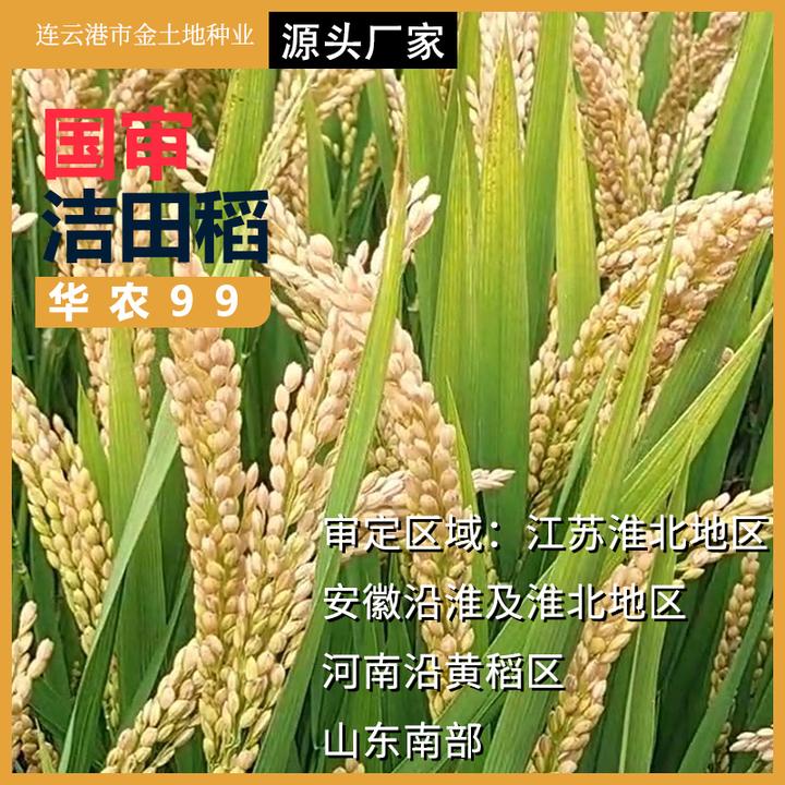 洁田稻华农99种子（一袋20斤）