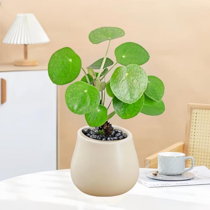 镜面草室内小盆栽绿植铜钱草观叶植物四季常青办公室盆景耐阴花卉