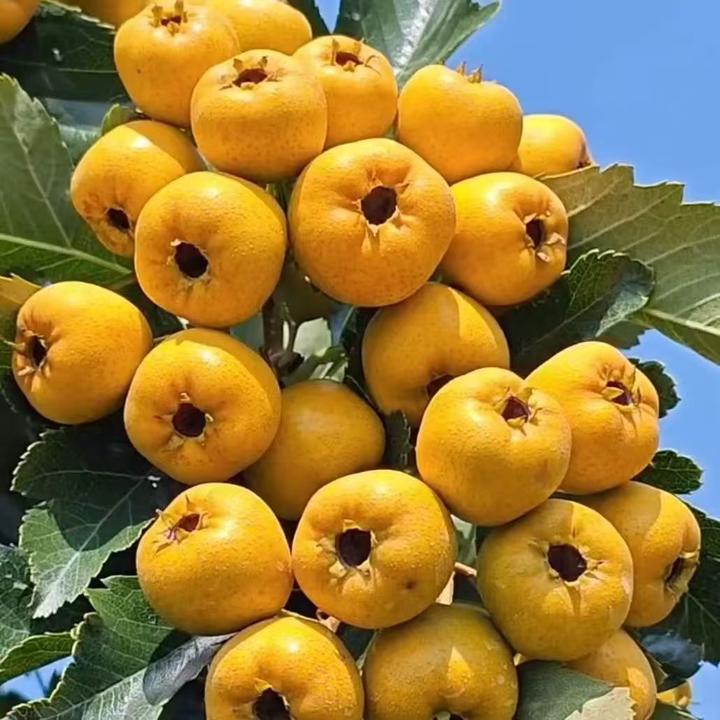 黄金甜山楂果树苗活苗嫁接黄山楂树苗盆栽阳台庭院地栽南北方种植