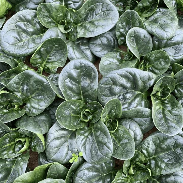 【趴地菠菜种子】大叶黑圆叶菠菜种籽耐热耐寒高产蔬菜种子四季播