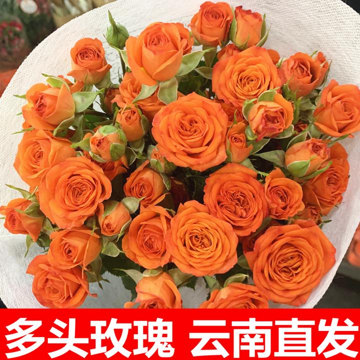 （云南鲜花基地）橙色芭比多头玫瑰 +送保鲜剂  10支/扎