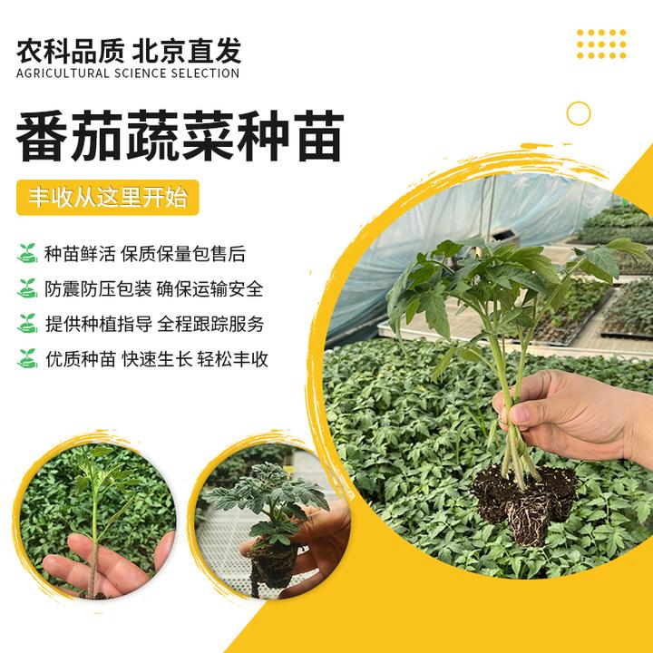 【农科院推荐】小番茄苗蔬菜苗沙瓤西红柿秧苗蔬菜秧苗菜苗西红柿苗