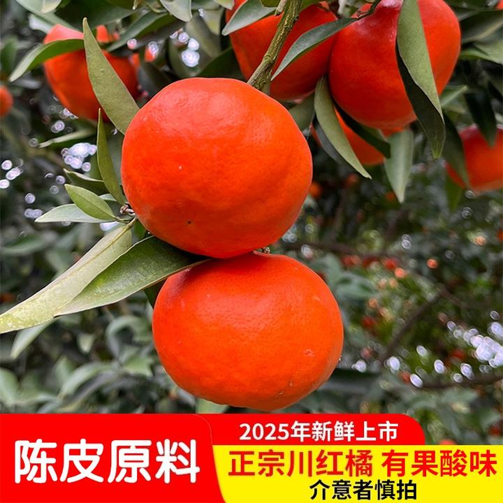 重庆老树古红橘川红桔大红袍柑现摘应季有籽柑橘薄皮柑5斤包邮