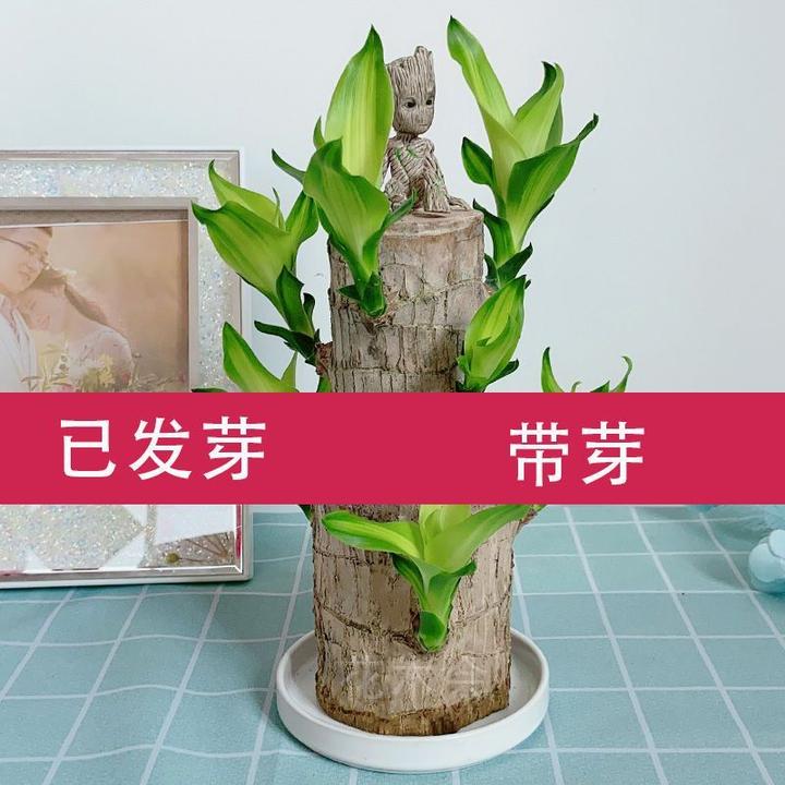 巴西木水养水培植物带芽发货带叶芽孢可开花观叶室内好养大号造型