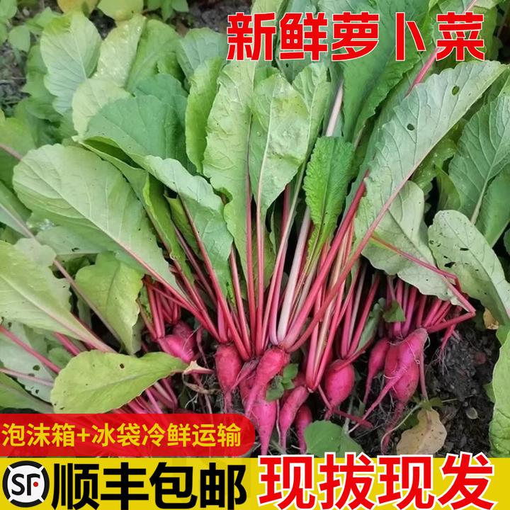 【顺丰包邮】农家新鲜小红皮萝卜苗叶子 萝卜梗缨子罗卜菜蔬菜泡菜