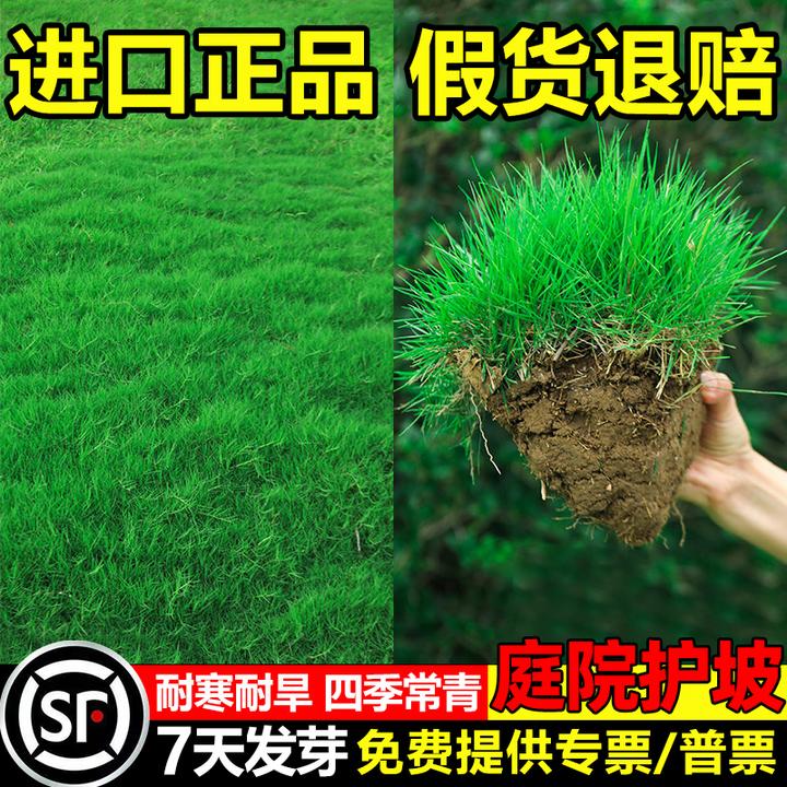 草坪种子草坪草籽四季常青护坡复绿狗牙根百慕大地毯草庭院绿化