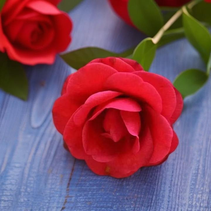 山茶花50年/老桩/大小紫荆皇冠/高山露天室内外盆栽