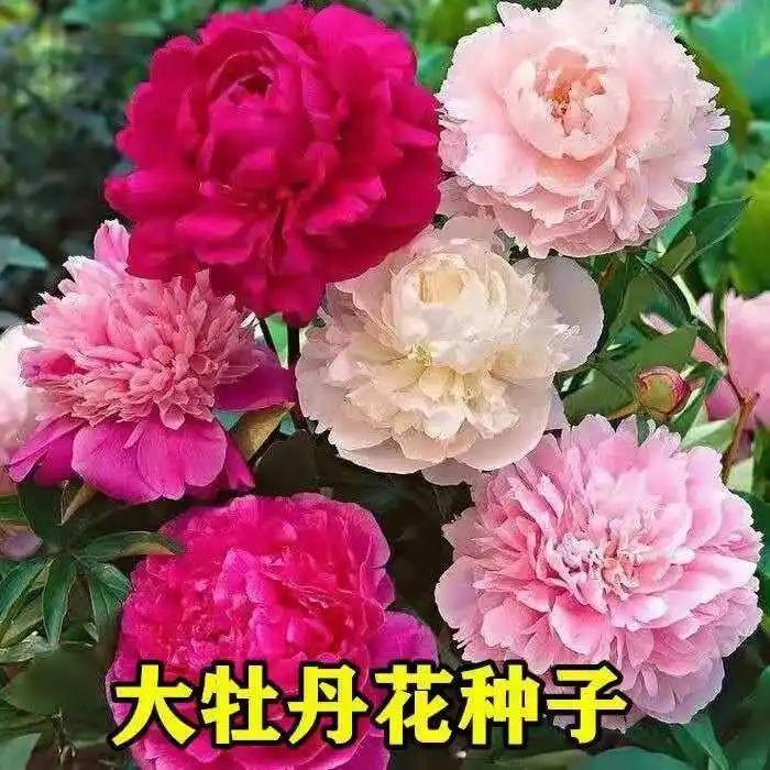 疆藏包邮【牡丹花种子】混色重瓣大花四季种植多年生阳台庭院花卉