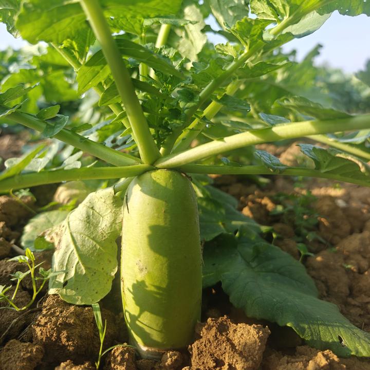 乡甜田金满 泌阳县赊湾镇张湾村张湾萝卜青萝卜水萝卜3/5斤包邮