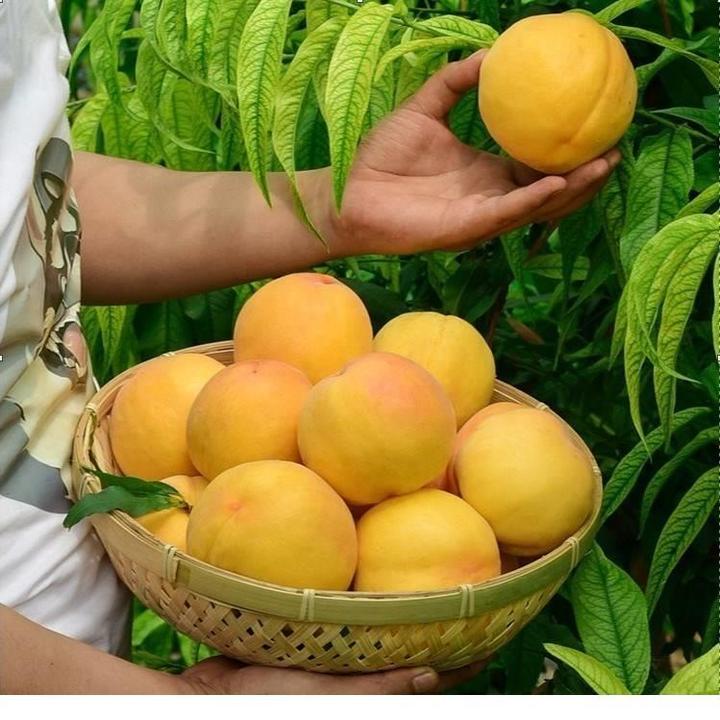 桃树苗果苗嫁接大黄桃果树苗早熟水蜜桃子血桃苗南北方四季种植