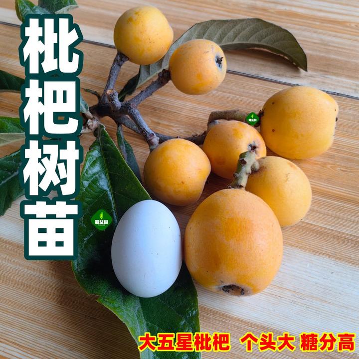 【果树】纯正大五星枇杷树苗黄肉大枇杷结果树白肉枇杷嫁接苗现挖苗