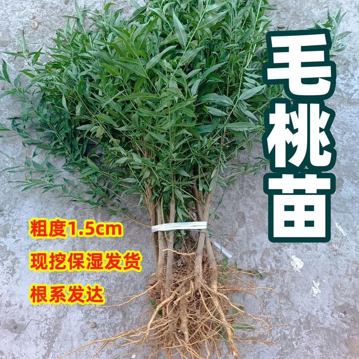 现货优质毛桃树苗种植桃树砧木苗毛桃直生苗木未嫁接桃子树苗发货
