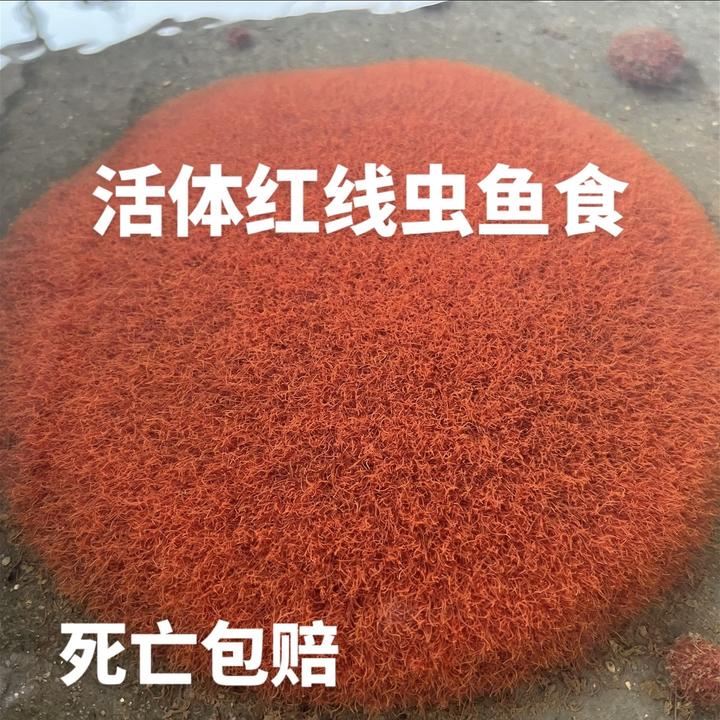 湖南红线虫活鱼水蚯蚓高蛋白宠物鱼观赏鱼饲料活鱼虫鲜活