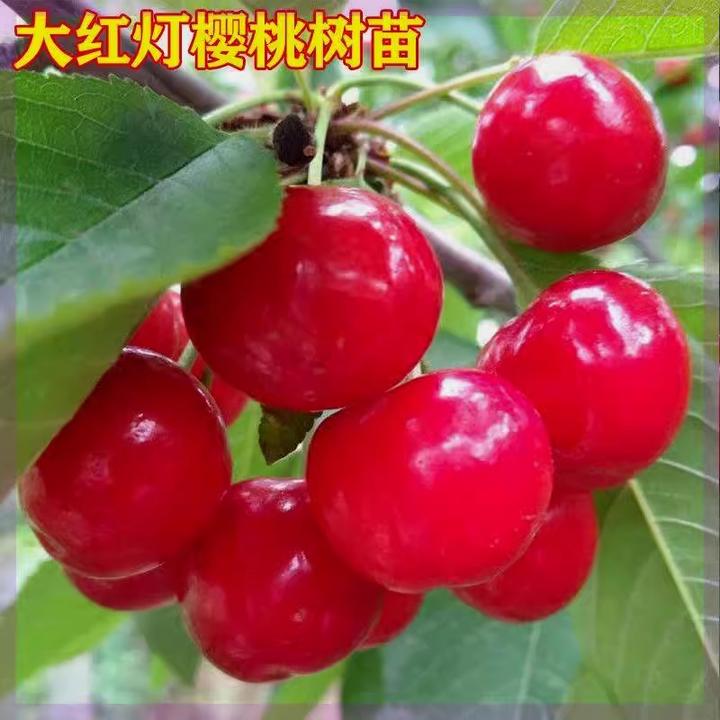 樱桃树苗嫁接特大红灯樱桃苗南北方种植盆栽地栽车厘子苗当年结果