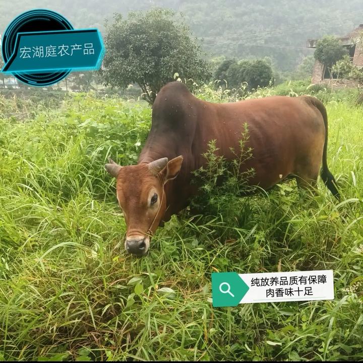 【里脊，吊龙，内里脊，腱子】60一斤，土黄牛肉，一物一拍，现场称重