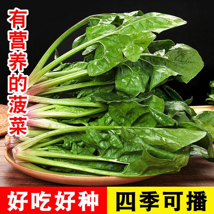 秋冬耐寒菠菜种子冬墨大叶菠菜种籽老品种红根菠菜籽秋冬蔬菜种孑