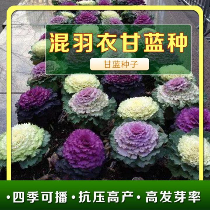 彩衣甘蓝种子混色羽衣甘蓝多年食用观赏紫色蔬菜阳台四季盆栽花卉