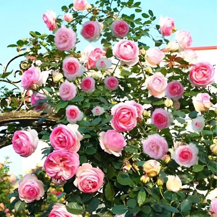 混色爬藤蔷薇花种子庭院花海四季开花好养易活阳台盆栽花卉种子