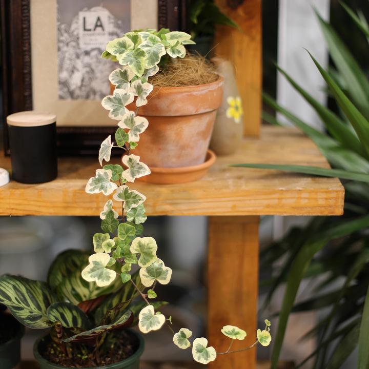 雪莹花叶常春藤网红绿植垂吊爬藤室内阳台常青盆栽绿植物净化空气