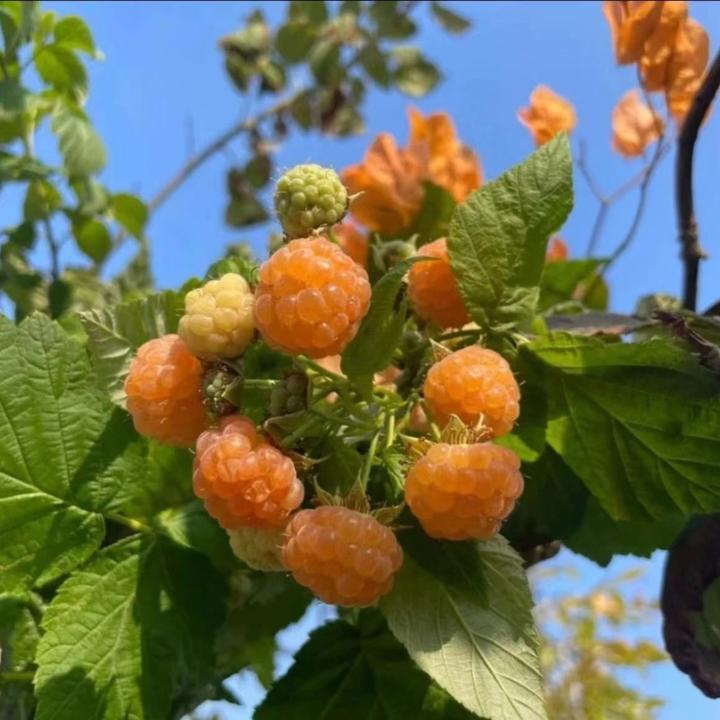 【树莓种子】家庭阳台小院盆栽地栽四季种植