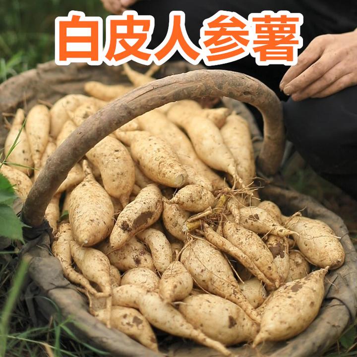 河南牛奶人参薯9斤/5斤 白皮白心红薯现挖白芯番薯板栗薯地瓜白瓤