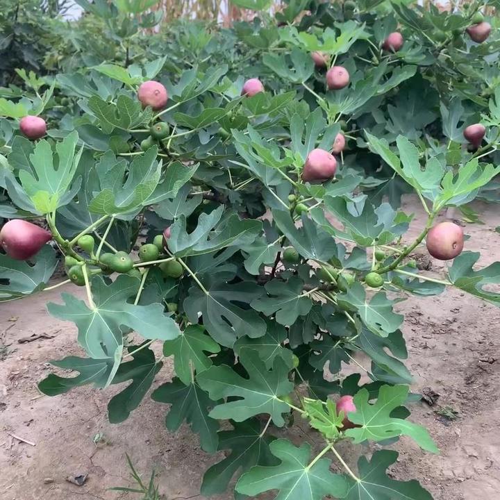 无花果树苗带叶盆栽地栽阳台矮化特大无花果苗南北方种植当年结果