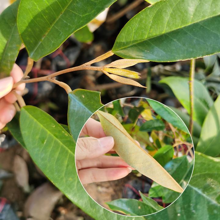 榴莲树苗南方种植猫山王金枕榴莲泰国榴莲苗四季可种带土带叶盆栽