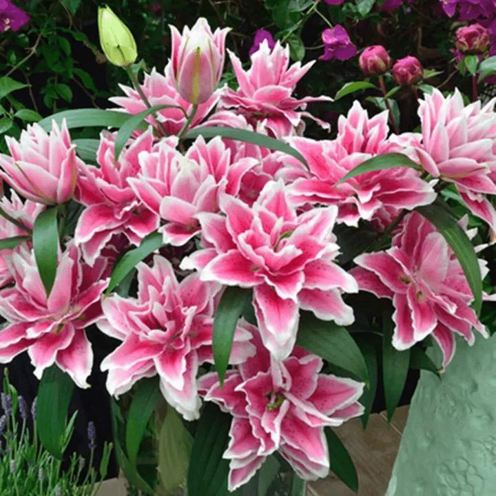 重瓣百合种球四季开花好养易活室内花卉盆栽香水百合鲜花植物种子