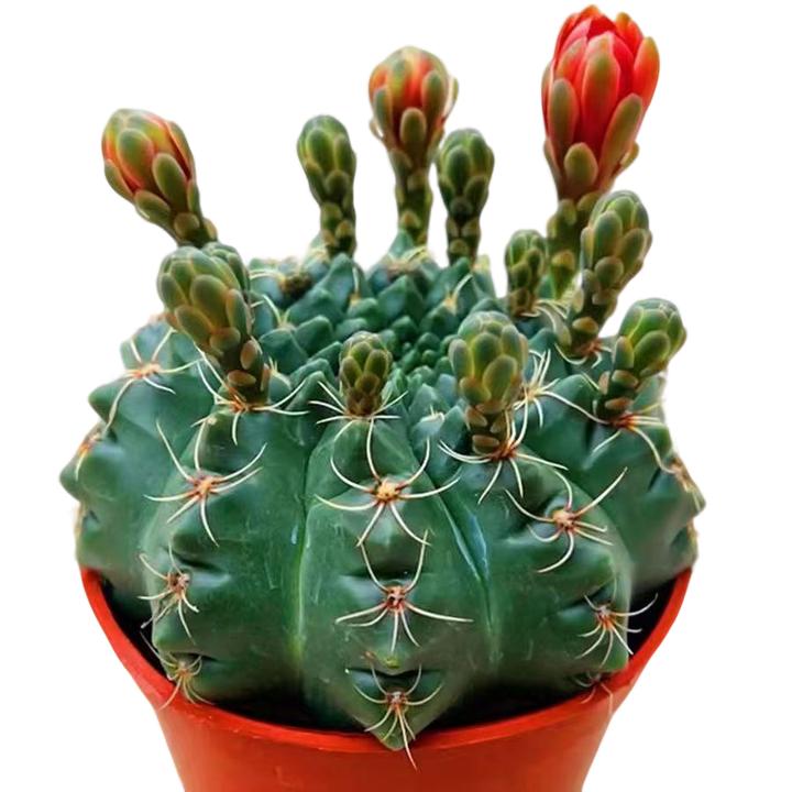 【菲花玉】四季开花仙人球室内阳台桌面小盆栽净化空气秋季