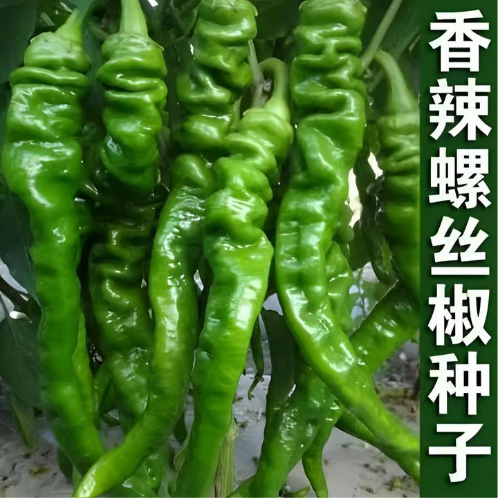 【螺丝椒种子】家庭阳台小院四季种植盆栽地栽易种易活