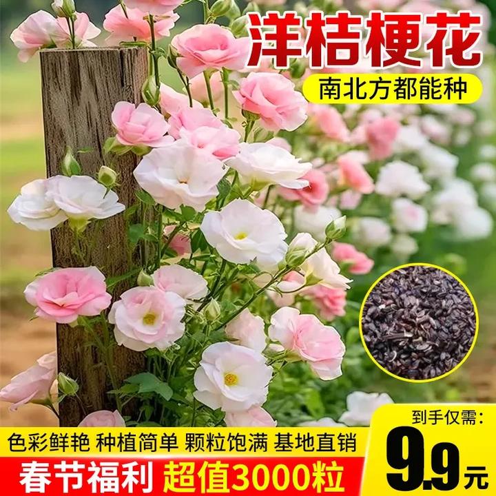 洋桔梗花四季易活阳台庭院盆栽地栽南北方种植